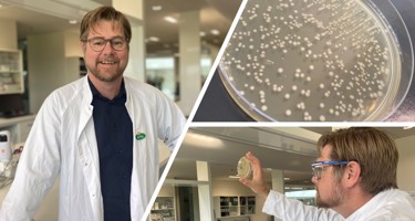 What is the role of bacteria in yoghurt and fermented milk products?