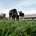 New partnership between Arla and Danish customers to accelerate climate reductions and protection of biodiversity