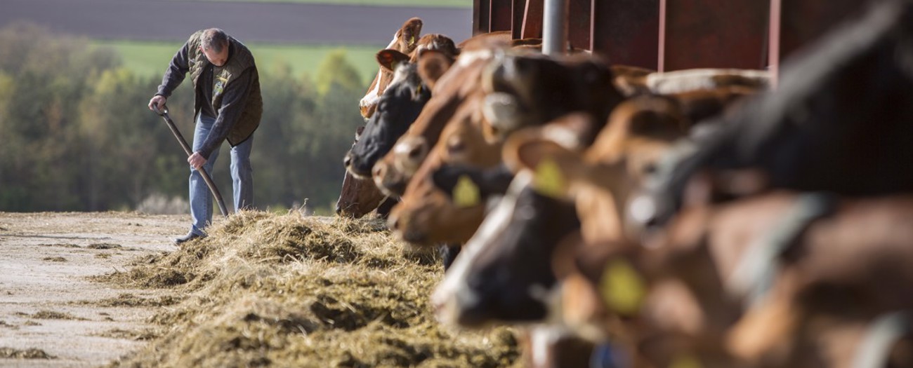 Five Factors of Hay Quality
