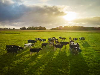 Arla updates Science Based Targets to align with SBTi FLAG guidance