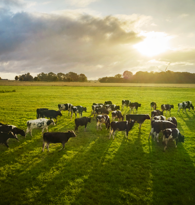 Arla updates Science Based Targets to align with SBTi FLAG guidance