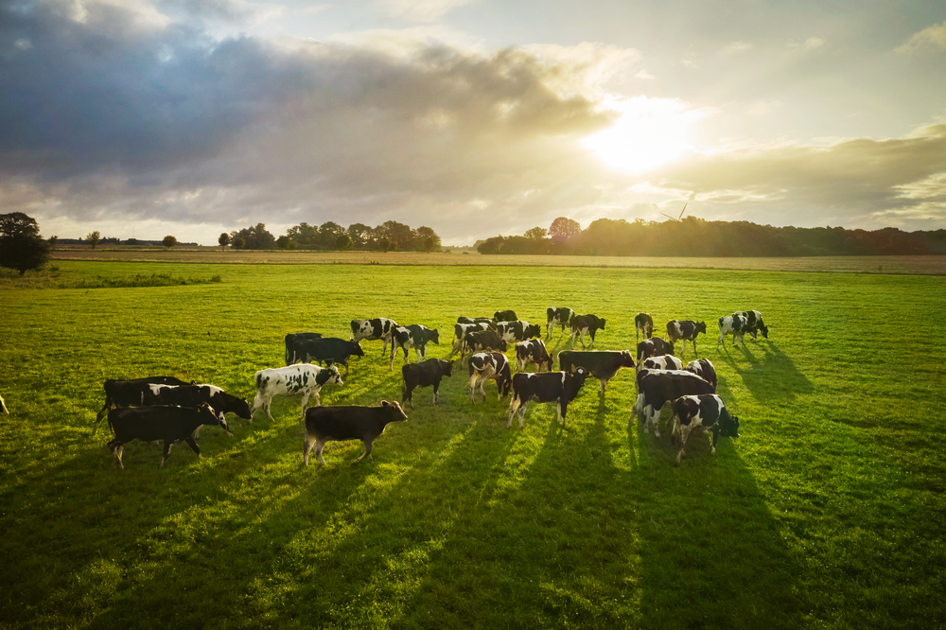 Arla updates Science Based Targets to align with SBTi FLAG guidance | Arla