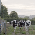 Arla Foods: Three critical areas members of the European Parliament must prioritize to secure a sustainable food system 