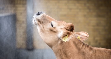 How are dairy cows treated?
