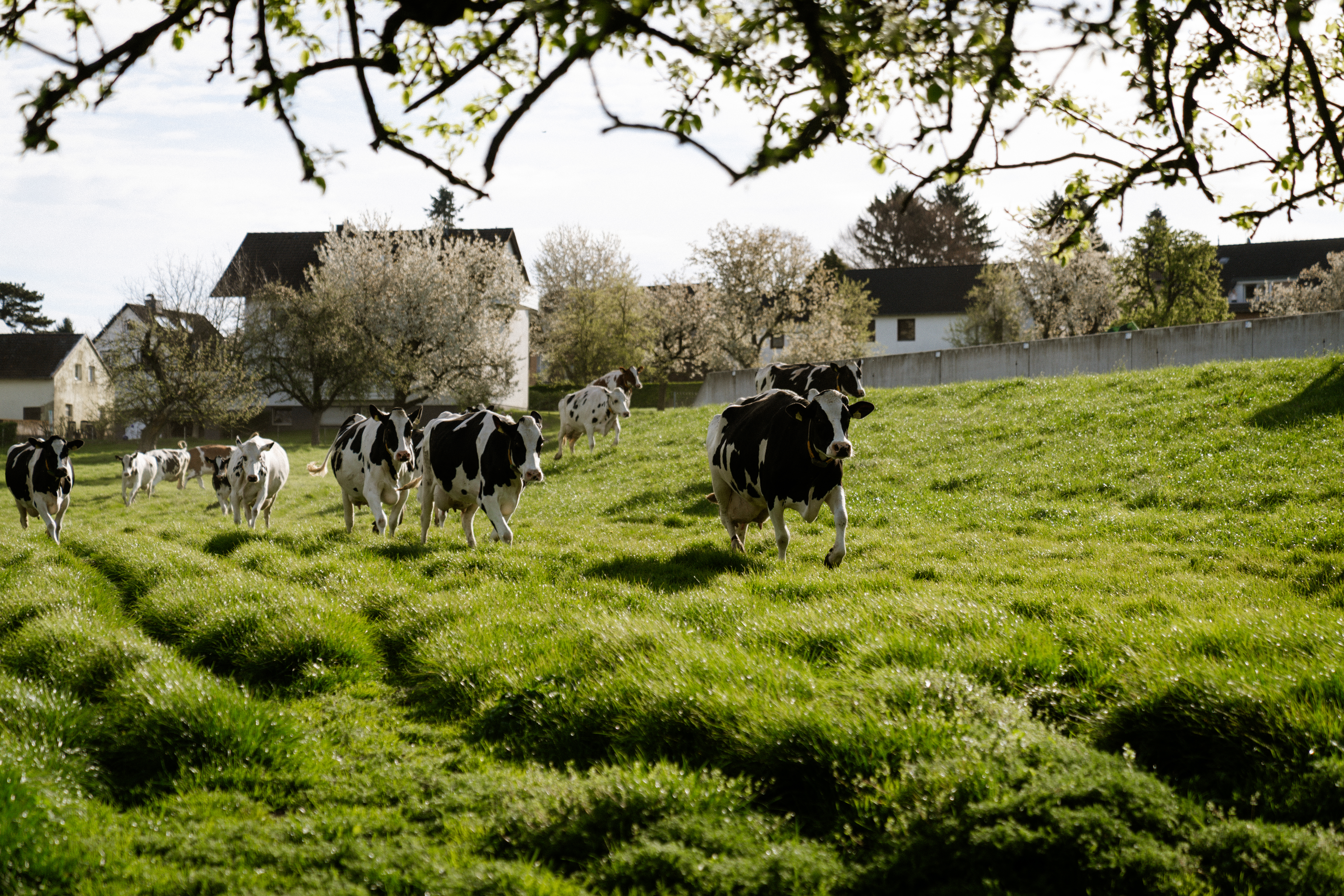 Weidehaltung ist nicht nur gut für die Tiere, sondern auch für die Artenvielfalt und einen gesunden Boden