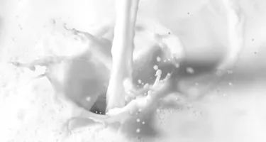 Tierisches Protein