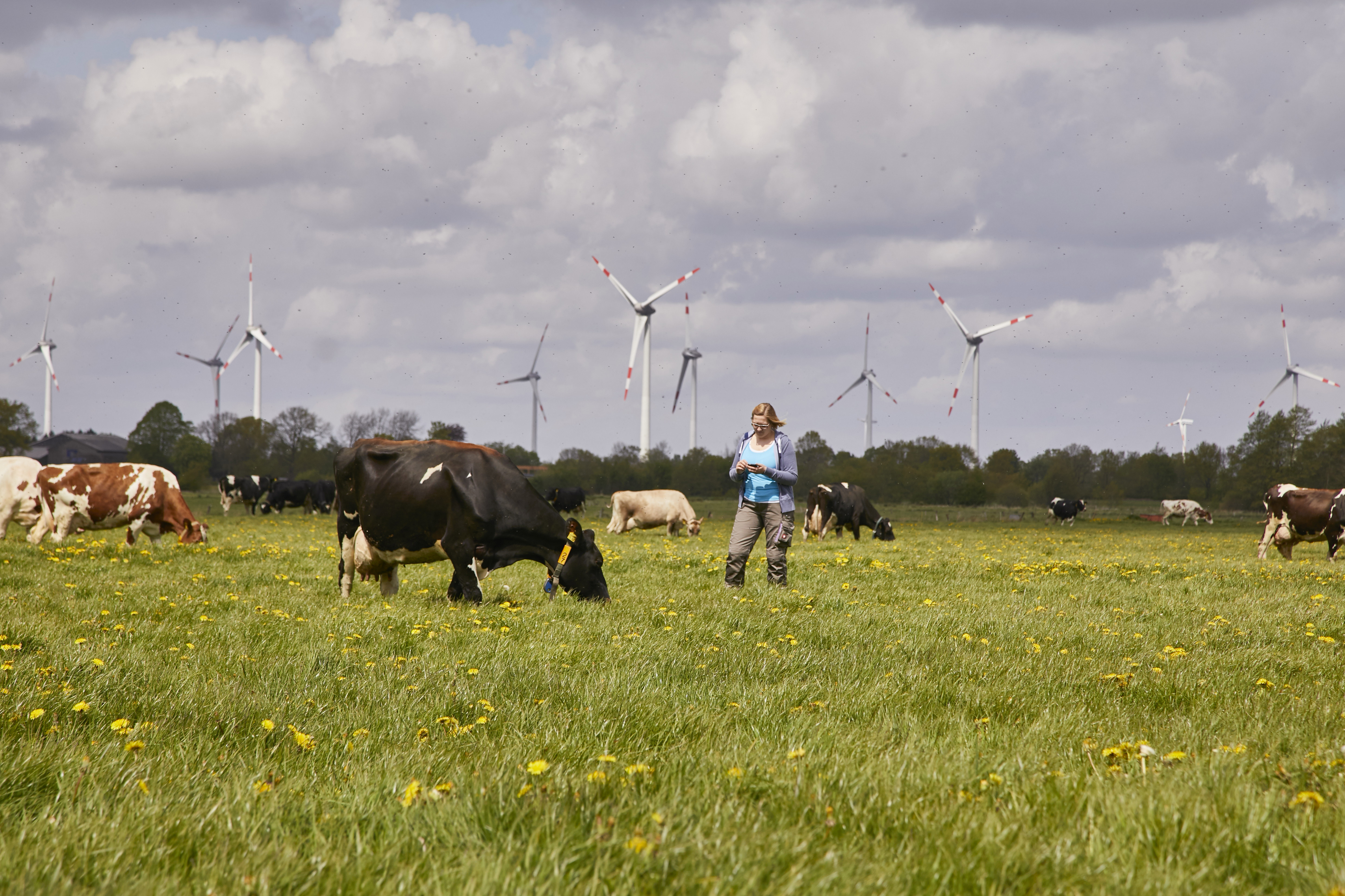 Kühe beim Weidegang, Arla Betrieb in Schleswig-Holstein. 