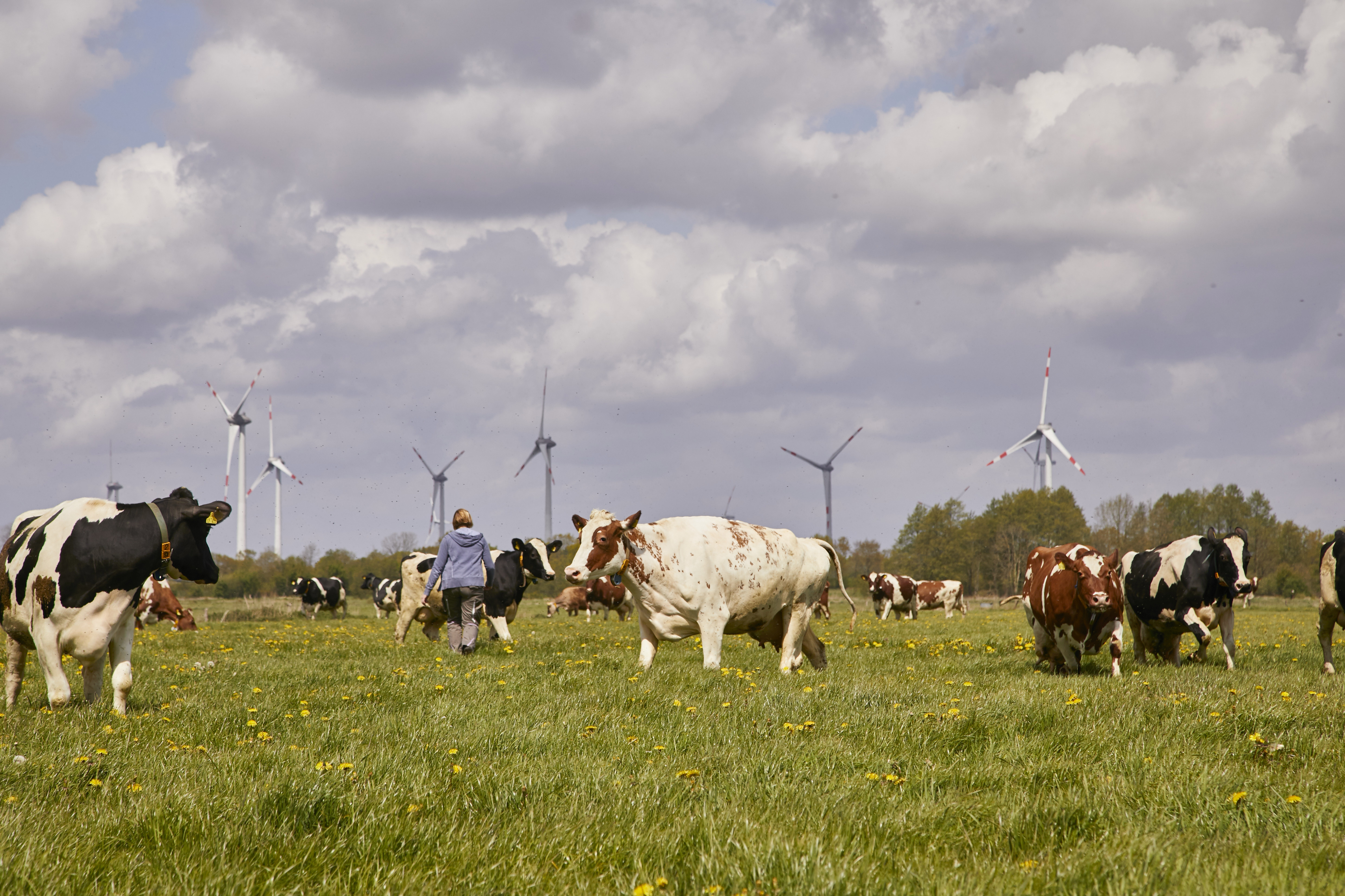 Weidegang auf einem Arla Hof in Schleswig-Holstein, Symbolbild (Fotograf: Carlos Albuquerque) 