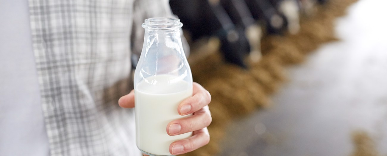 Bekostning digtere zebra Hvordan laver man mælk? | Arla