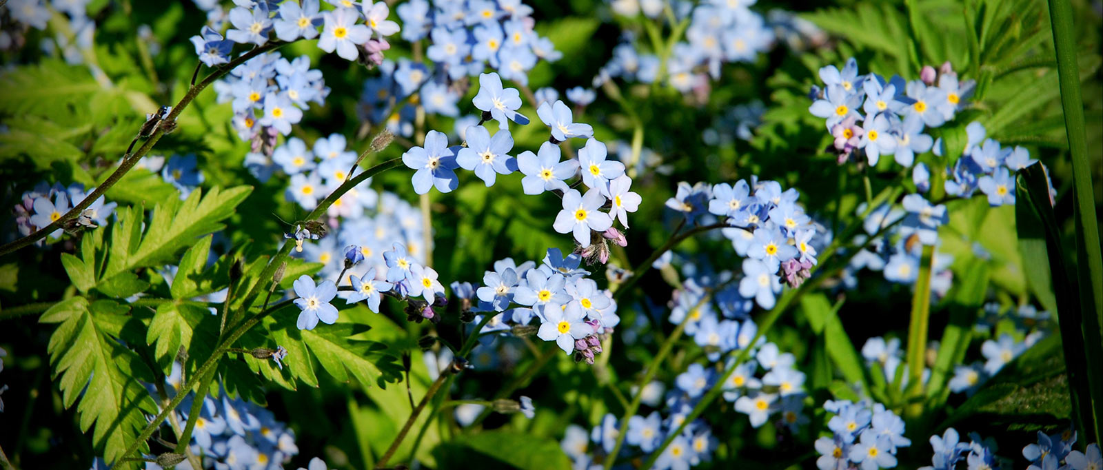 Forglemmigej