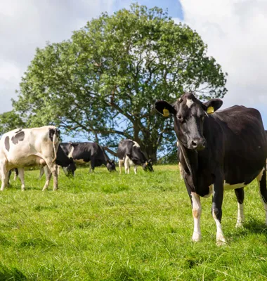 Arla reagerer på afslutningen af den grønne trepart