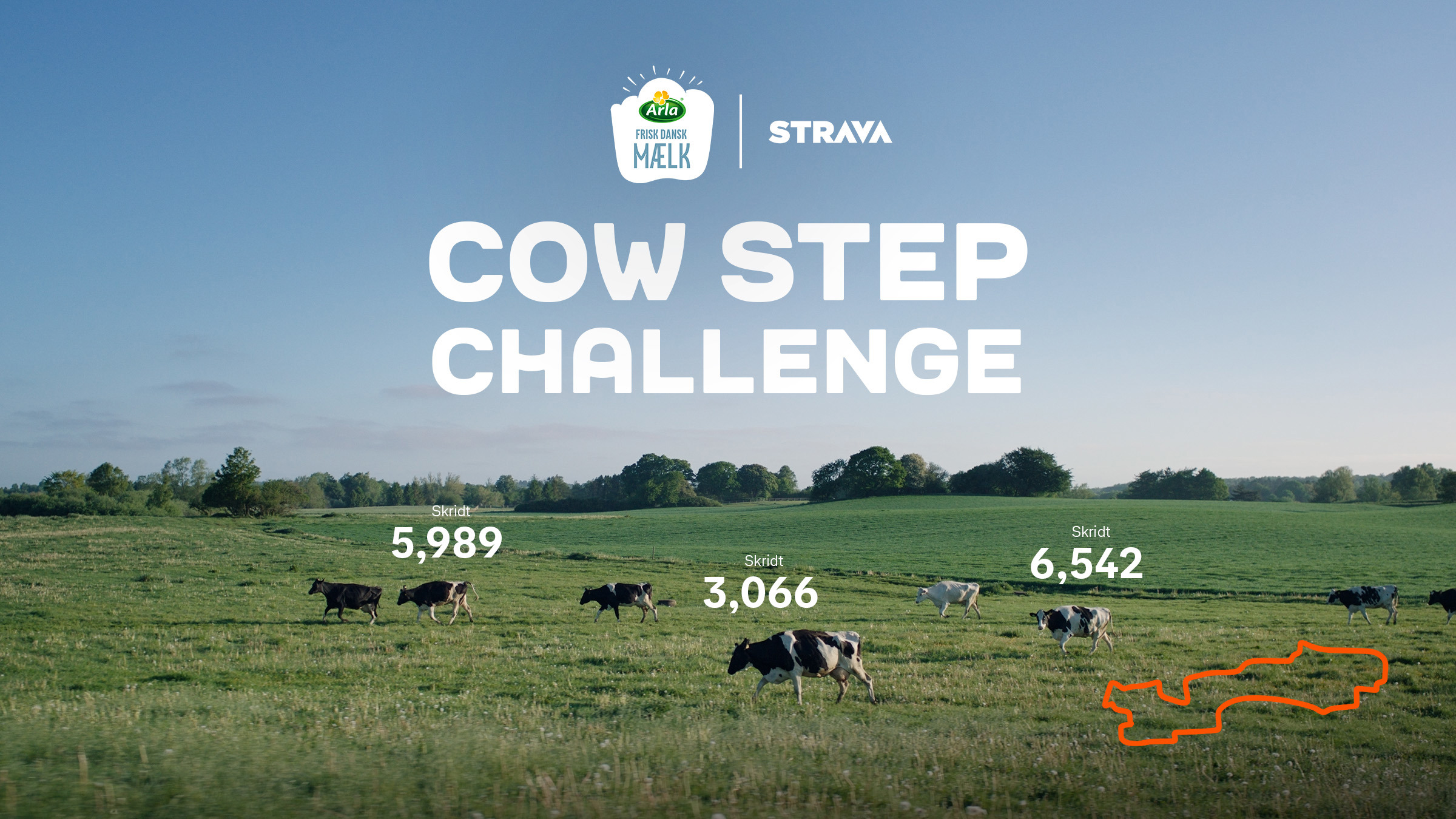 Cow Step Challenge: Din næste konkurrent på Strava har fire ben 