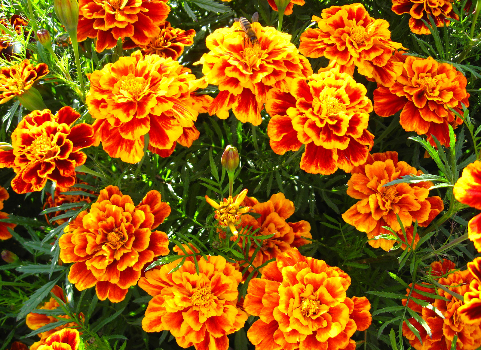 Tagetes