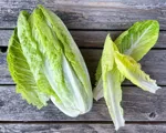 Romainesalat