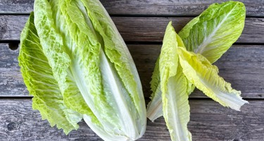 Romainesalat