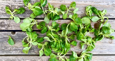 Feldsalat