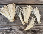 Enoki