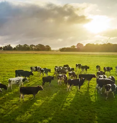 Arla lancerer nyt kundeprogram og accelererer bæredygtighedsarbejdet på gårdene