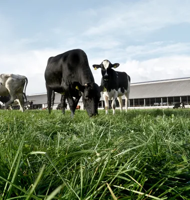 Nyt partnerskab mellem Arla og danske kunder skal accelerere klimareduktioner