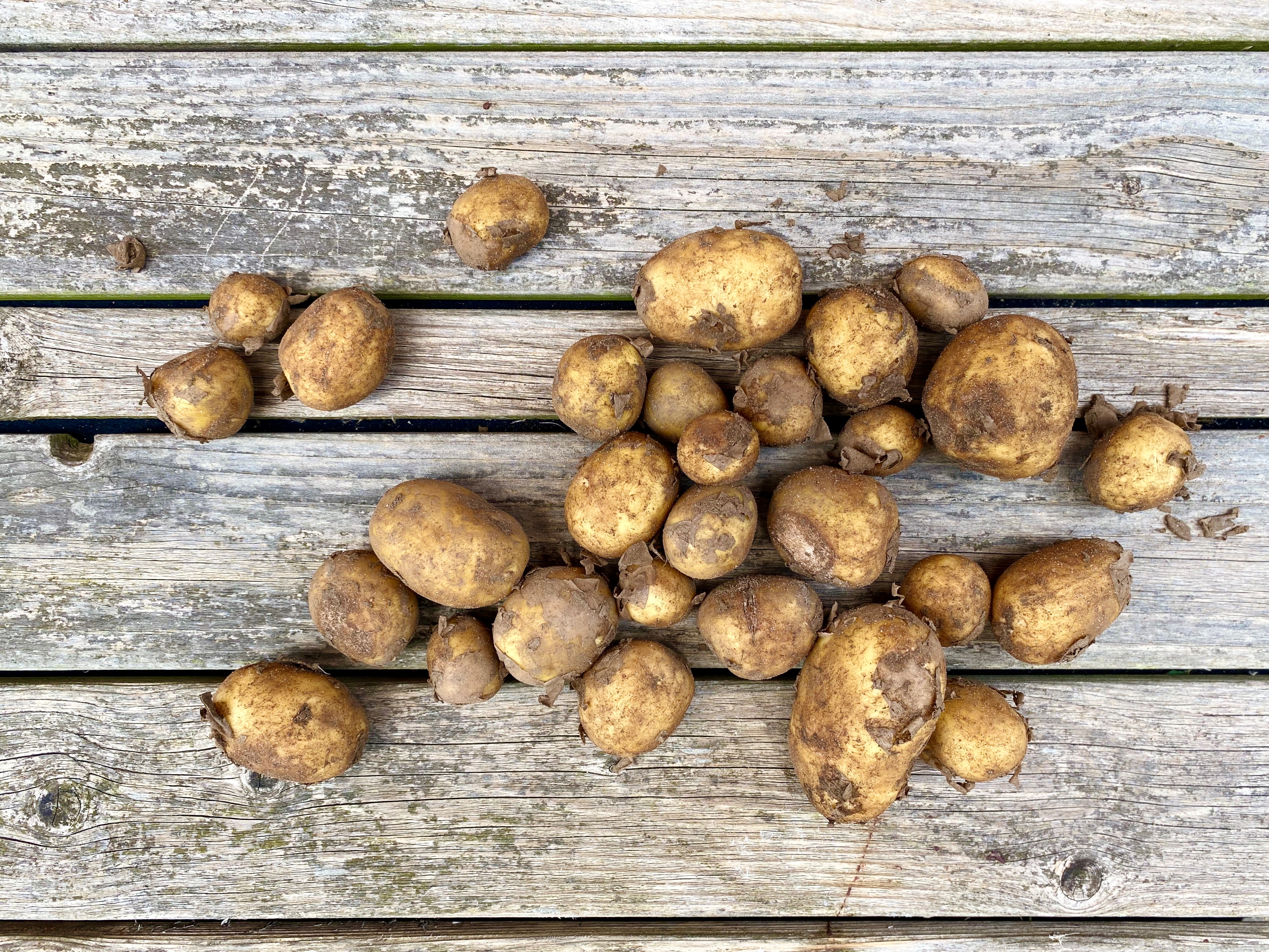 Nye kartofler