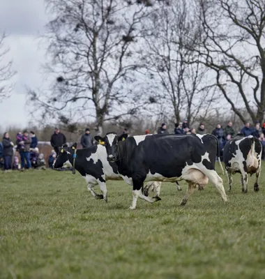 Køer står på spring til forårets festdag