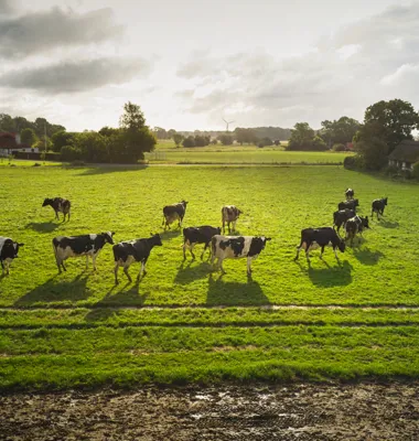 Arla søsætter ny kampagne:   ”Vi har en forpligtelse til at fortælle danskerne om vores arbejde   med den grønne omstilling”