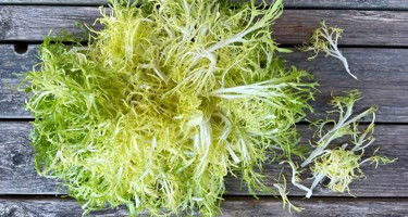 Frisésalat