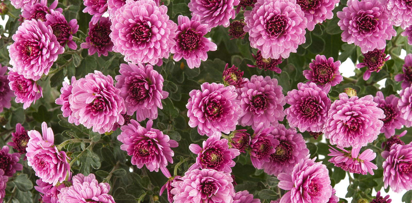 Krysantemum