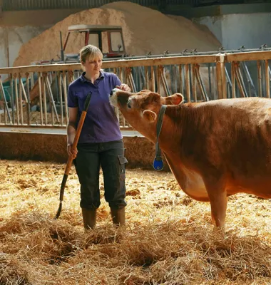 Al dansk drikkemælk fra Arla er nu fra køer fodret uden genmodificerede afgrøder