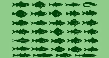 Fiskeguide