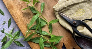 Citronverbena