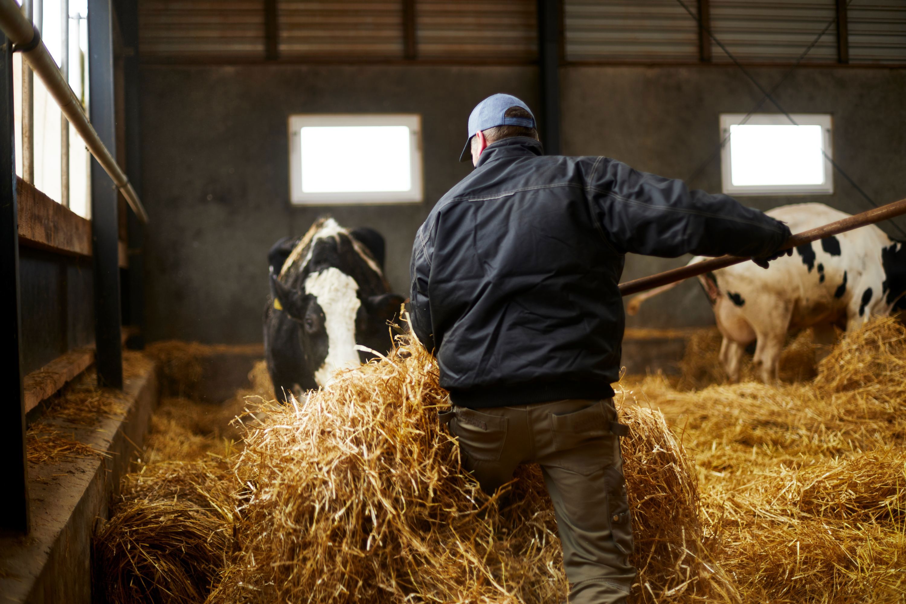Arla forbedrer fodereffektiviteten med op til 3,4 procent  i pilotprojekt med McDonald’s Danmark