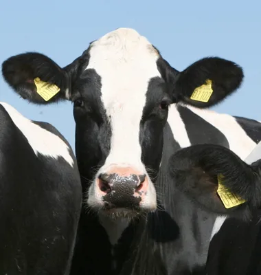 Arla hæver øko-tillægget