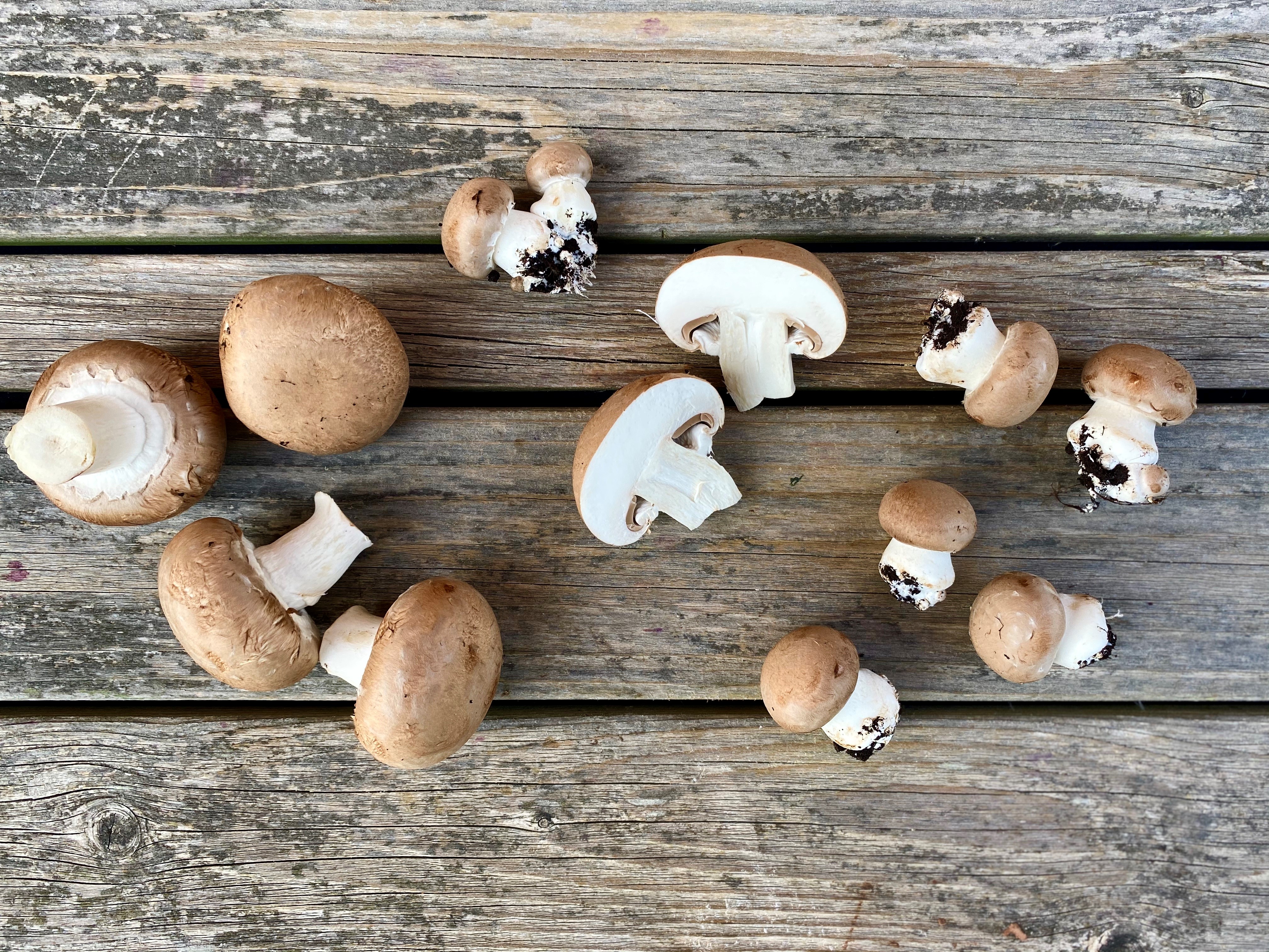 Markchampignon