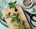 Oregano