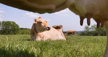 Dyrevelfærdsmærket på mælk