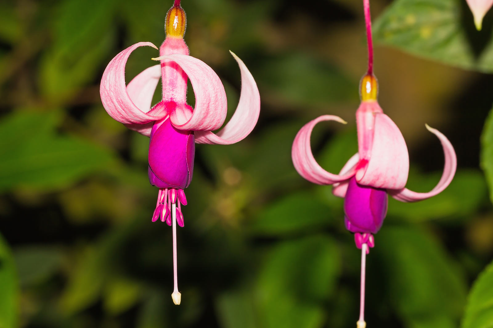 Fuchsia