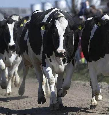 Arla fejrer økologien på 39 gårde