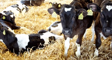 Hvorfor er kalve og køer adskilt i mælkeproduktionen?