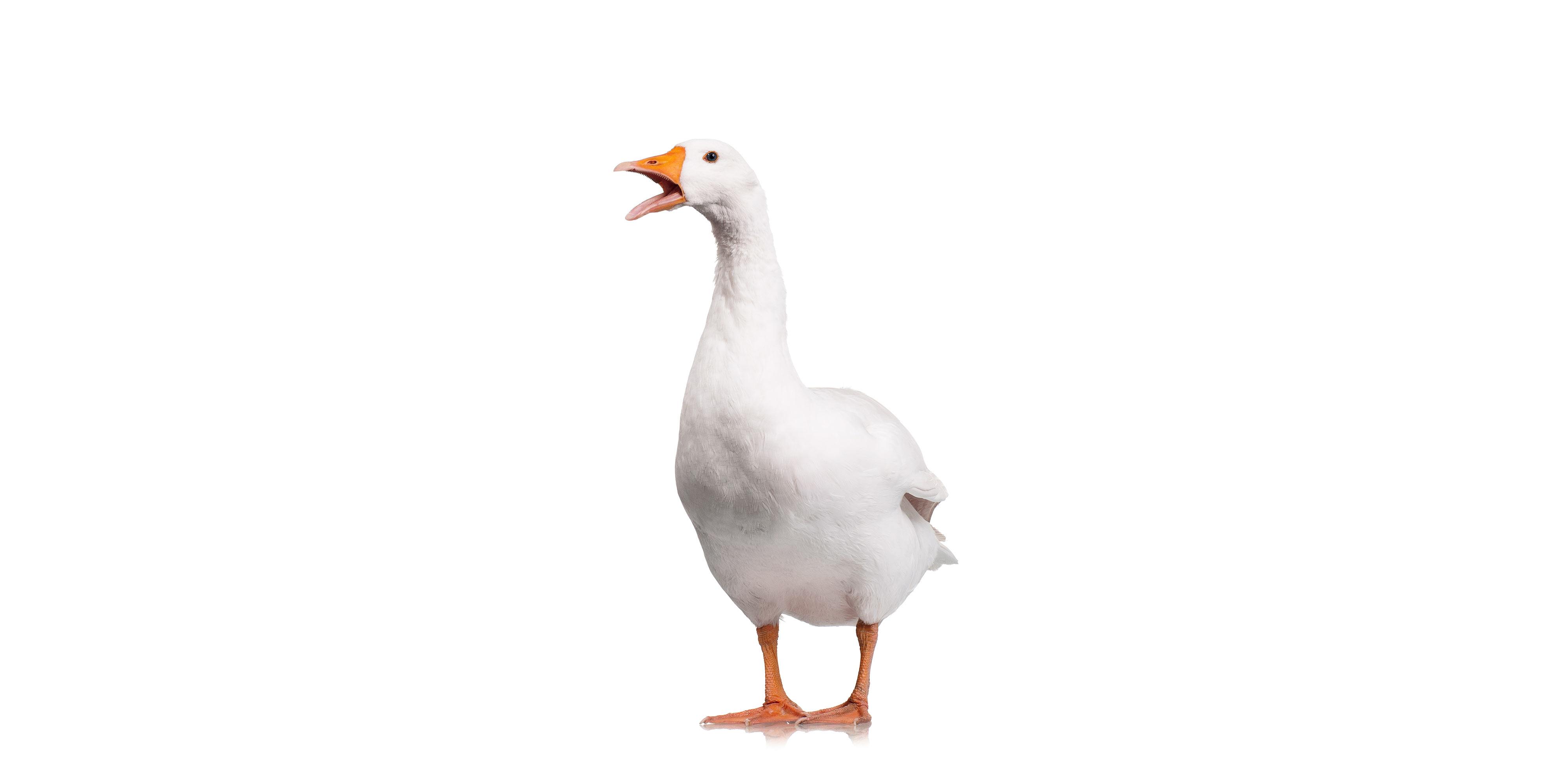 Gås