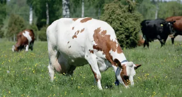 Vores 5 vigtigste klimatiltag