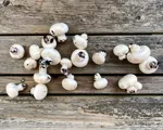 Champignon