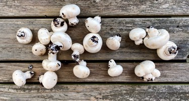 Champignon