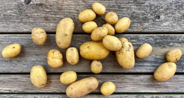 Sava kartoffel