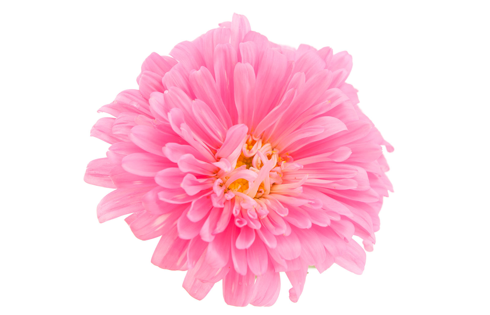 Asters