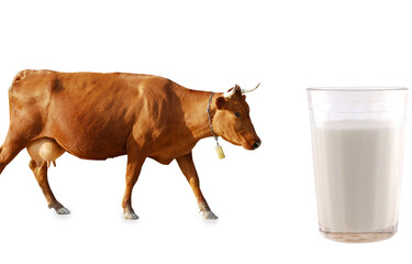 Jersey mælk