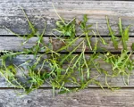 Rucola
