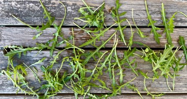 Rucola