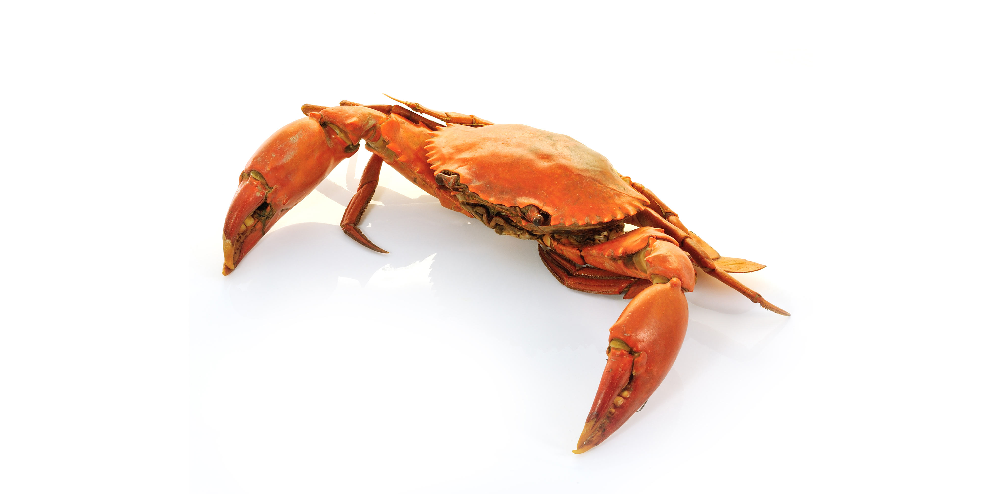 Krabber