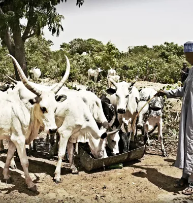 Nyt partnerskab skal styrke en bæredygtig mejerisektor i Nigeria
